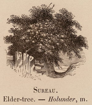 Le Vocabulaire Illustre: Sureau; Elder-tree; Holunder (engraving)