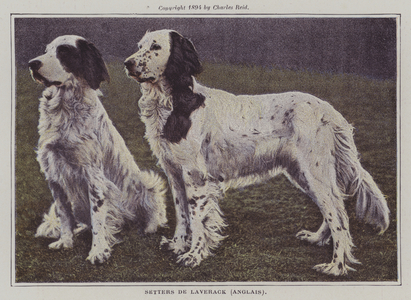 English Setters (colour photo)
