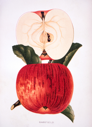 Garfield Apple, Lithograph, 1889