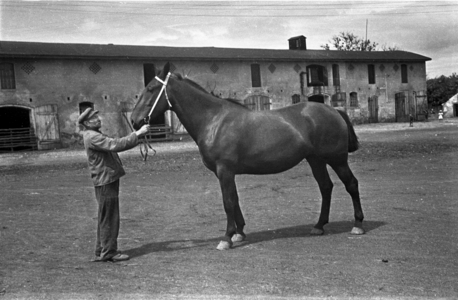 Horse breeding in Silesia, 1930s (photo)