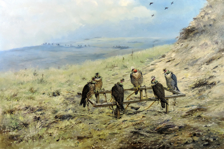 Peregrines on Cadge