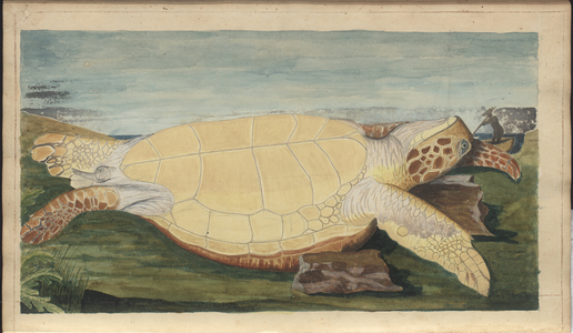 Lindsay Drawings Vol. VII, 31, 1760-1780s (w/c on paper)
