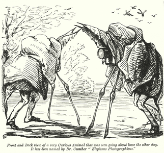 Punch cartoon: nature photographers (Elephans Photographicus) (engraving)