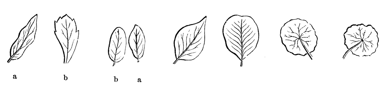 Leaf shapes