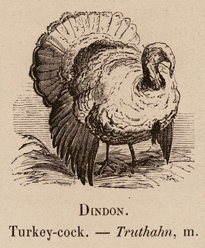Le Vocabulaire Illustre: Dindon; Turkey-cock; Truthahn (engraving)