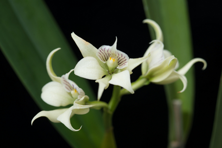 Encyclia fragrans, 2014 (photo)