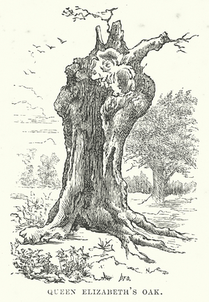 Queen Elizabeth's Oak (engraving)