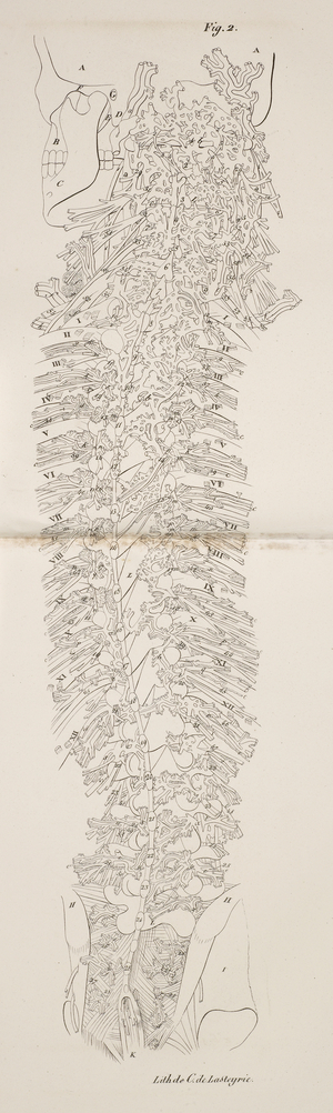 Anatomical drawing. Skeleton. Bones. Spinal column. Nerves.