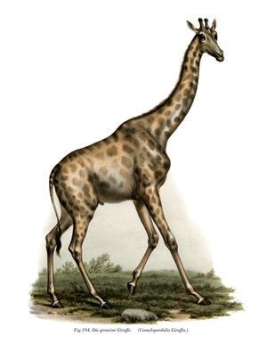 Giraffe, 1860 (colour litho)