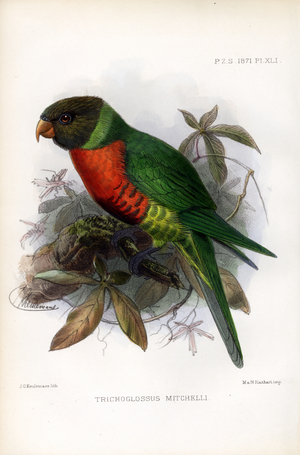 Mitchell's Lorikeet (print)