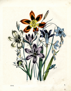 Spring Flowers from the Iris and Amaryllis Families (hand-coloured litho)