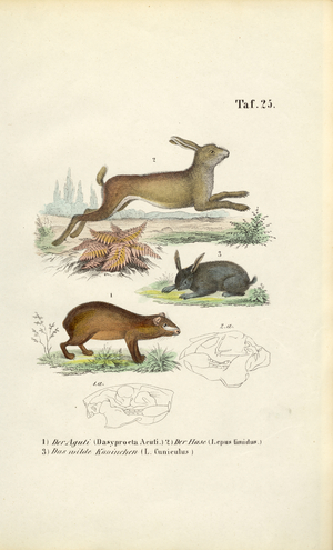 Agouti, Hare and Rabbit, 1850 (lithography)