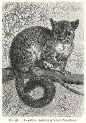 The Vulpine Phalanger (Phalangista Vulpina) (engraving)
