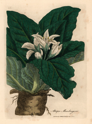 White flowered mandrake, Atropa mandragora , from a botanical illustration by James Sowerby from William Woodville and Sir William Jackson Hooker's "Medical Botany" 1832 (handcoloured copperplate engraving)