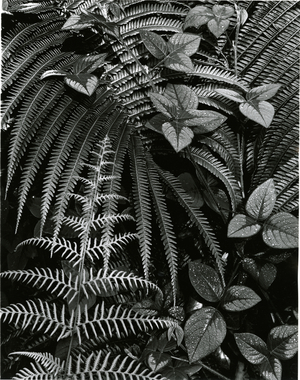 Plants and Leaves, Hawaii, c. 1985 (silver gelatin print)