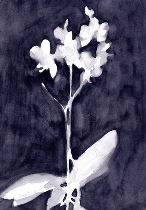 Orchid Impression in Dark Blue Gray, c. 2019 (watercolor on paper)