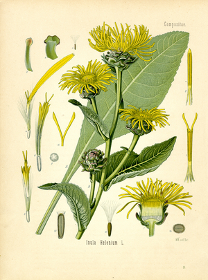 Horseheal (colour litho)