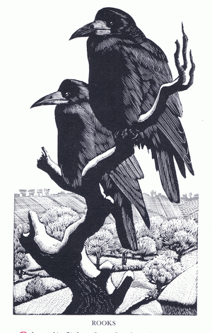 Rooks, from A Book of Birds published by Gollancz, 1937 (litho)