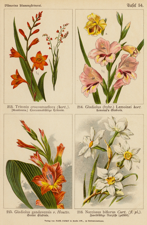 Tritonia Crocosmaeflora, Gladiolus Lemoinei, Gladioulus Gandavensis, Narcissus Biflorus (colour litho)