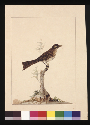 Page 14. Yellowed-eared Flycatcher. Now known as a Yellow-faced Honeyeater, c.1789-90 (w/c)