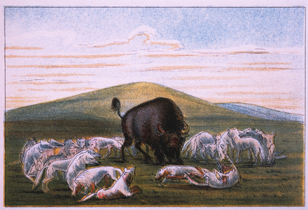 Wounded Buffalo Bull Surrounded by White Wolves, George Catlin, Colored Drawing, 183233