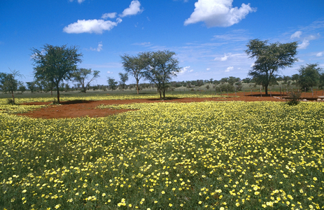 Meadow of Wild Flowers, Kgalagadi Transfrontier Park, South Africa (photo)