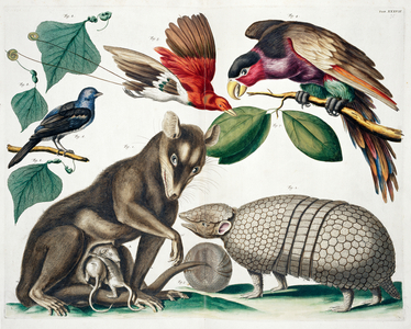 A group of mammals and birds, Plate 37 from Thesaurus Volume 1, 1734 (hand-coloured engraving)