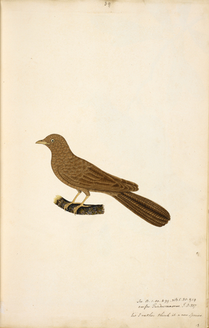 Eurasian Cuckoo (possibly).
'Cuculus canorus'.
Note: Possibly meant to represent the female of 'Cuculus canorus'.