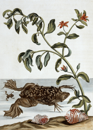 Illustration from 'Insects of Surinam', 1726 (hand-coloured engraving)