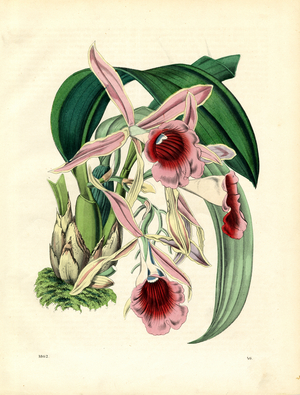 Tropical Cattleya Orchid in Bloom (hand-coloured litho)