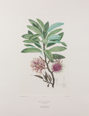 Knightia excelsa (Proteaceae)  - Plate 540, Banks' Florilegium, c.1771-84 (copperplate engraving on paper)