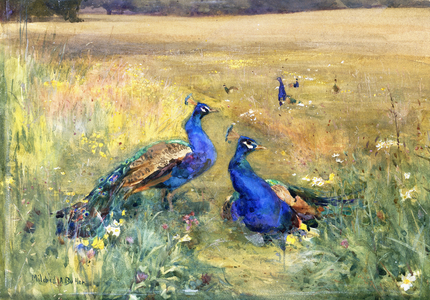 Peacocks in a Field, (pencil, watercolour and bodycolour on card)