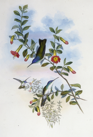 Blue-necked Azure Crown (Cyanomyia Cyanocollis) (hand-coloured litho)