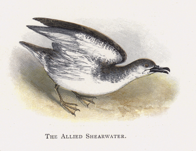 The Allied Shearwater (chromolitho)
