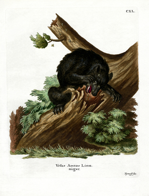 American Black Bear (coloured engraving)