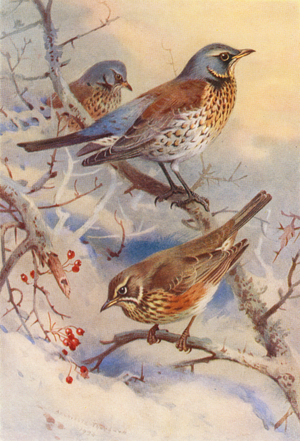 Fieldfare, Redwing (colour litho)