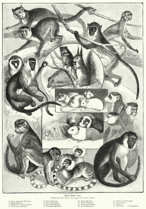 Boys' pets (litho)
