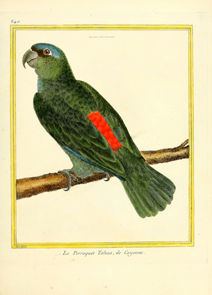 Tihua Parrot from Cayenne (print)