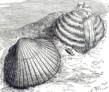 An engraving depicting cockle a small, edible, marine bivalve mollusc, 19th century