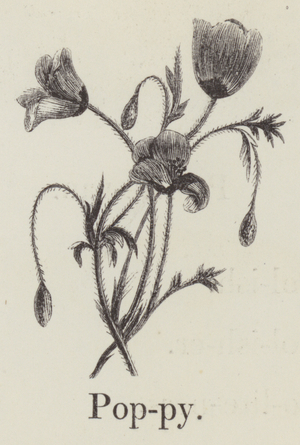 Poppy (engraving)