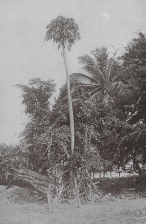Barbados: Tropical Vegetation, Fontabelle (b/w photo)