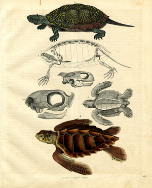 Turtles and Their Anatomy (hand-coloured litho)