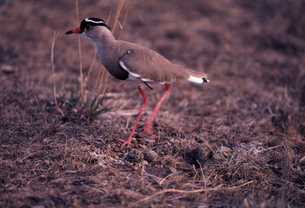 Crowned plover guarding her eggs (photo)