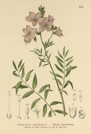 Jacob's Ladder (Polemonium coeruleum, Polemonium caeruleum) (colour litho)