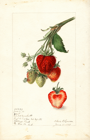Strawberries (Fragaria: Yant) (watercolour)
