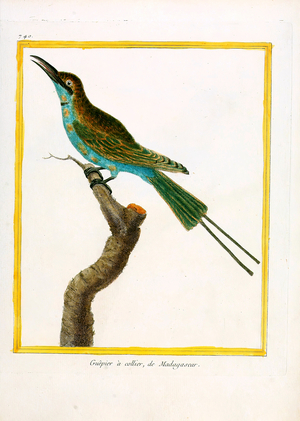 Collared Bee-eater from Madagascar (print)