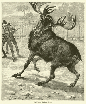 The King of the Deer Tribe (engraving)