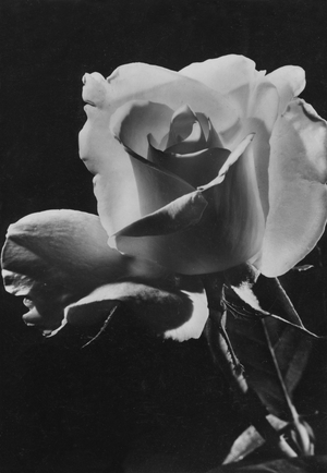 Rosa, primo piano (postcard)