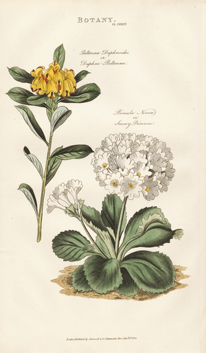 Daphne Pultenaea and Snow Primrose, 1813 (engraving)