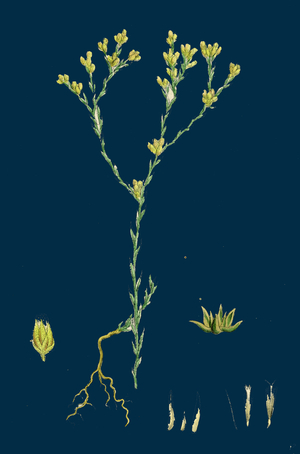 Empetrum Nigrum; Crow-Berry